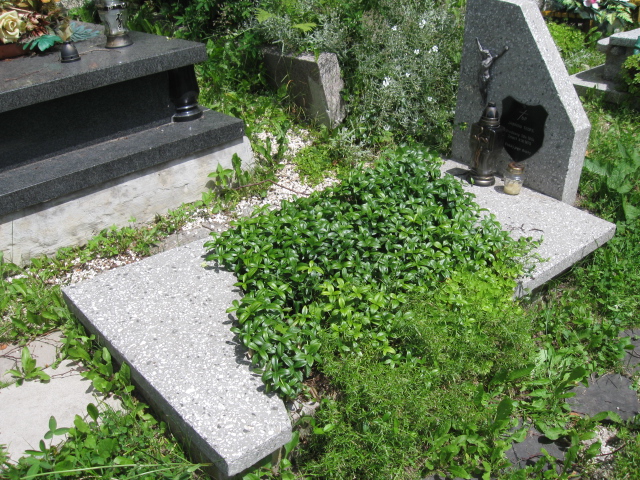 Grób Teofil Jasiński